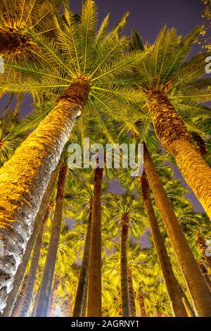 a nice background of a plam trees / dates fild at night Stock Photo