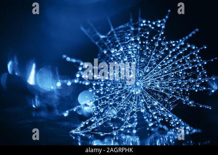 Classic Blue background. Color of the year 2020. The seed of salsify in the water droplets closeup. Stock Photo