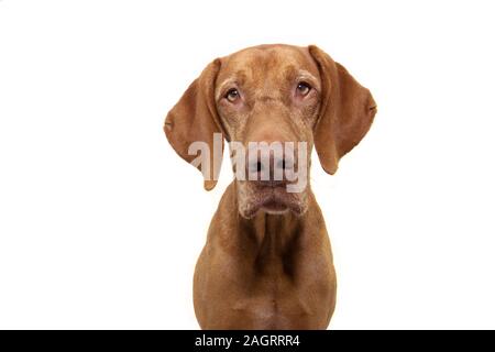 portrait hungarian hound pointer vizsla dog looking at camera. isolated on white background. Stock Photo