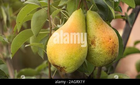 Two delicious young healthy organic juicy pears hanging on a fruit tree branch in the garden.