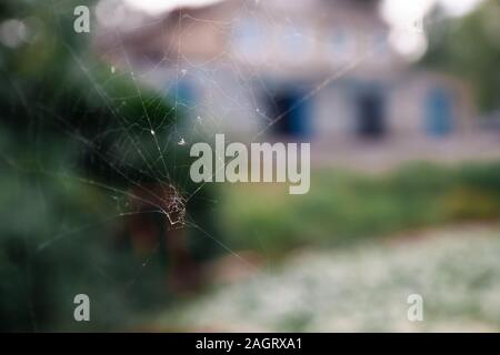 Close up spider web in blur Stock Photo