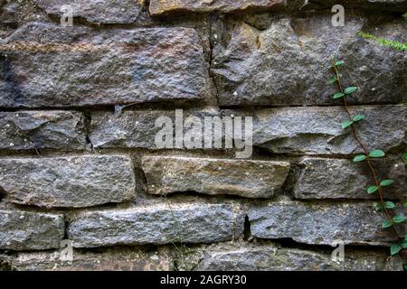 Weathered stone wall close up with climbing vine Stock Photo