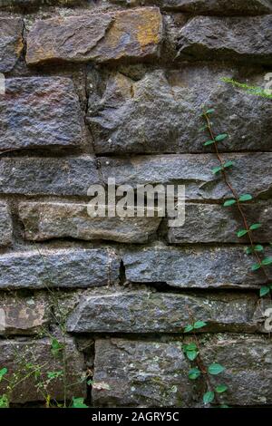Weathered stone wall close up with climbing vine Stock Photo