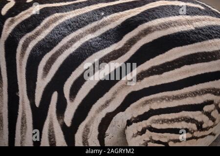 Close up of patterned stripes on the back of a Zebra.  Focus on the body, with undulated texture Stock Photo