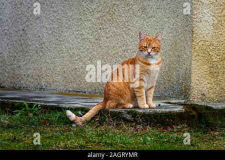 Ginger and white cat sitting by wall and looking at the camera Stock Photo
