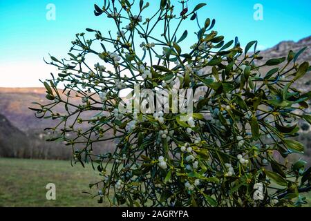 Mistletoe leaves and berries on green sprig, wintertime, France Stock Photo