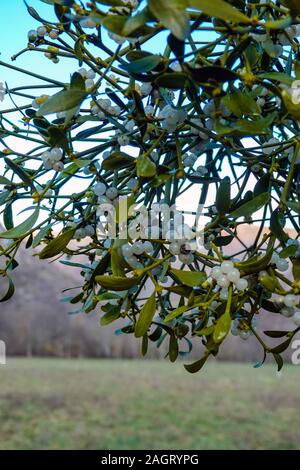 Mistletoe leaves and berries on green sprig, wintertime, France Stock Photo