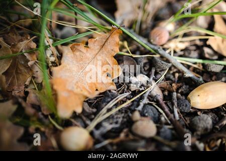 On the ground are autumn yellow dry oak leaves and acorns. Close-up. Gloomy rainy mood Stock Photo