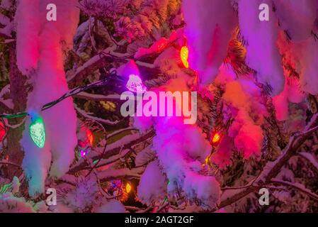 Christmas Lights on an Outdoor Pine Tree Stock Photo