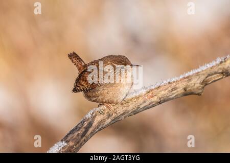 Zaunkönig (Trogldytes troglodytes) Winter Wren, Northern Wren • Baden-Württemberg, Deutschland Stock Photo