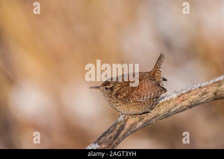 Zaunkönig (Trogldytes troglodytes) Winter Wren, Northern Wren • Baden-Württemberg, Deutschland Stock Photo