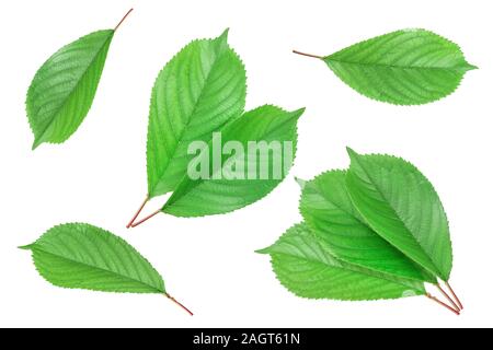 Cherry leaves isolated on white background closeup. Stock Photo