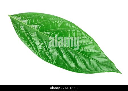 fresh avocado leaves isolated on white background, Stock Photo