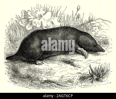The European mole (Talpa europaea) is a mammal of the order Eulipotyphla, also known as the common mole and the northern mole. This mole lives in a tunnel system, which it constantly extends. It uses these tunnels to hunt its prey. Under normal conditions the displaced earth is pushed to the surface, resulting in the characteristic molehills. It feeds mainly on earthworms, but also on insects, centipedes and even mice and shrews. Its saliva contains toxins which paralyze earthworms in particular Stock Photo