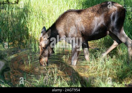 Moose (Alces alces), image was taken in Jasper National Park, Alberta, Canada Stock Photo