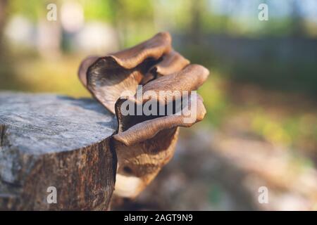 Brown and white mushrooms on the old wooden log. Group of Mushrooms growing in the Autumn Forest near old log. Mushroom photo, forest photo. Group of Stock Photo
