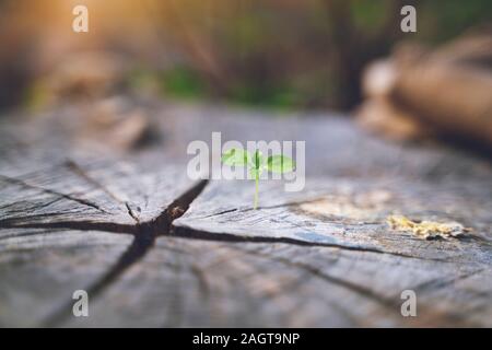 fresh green young plant of new seed born and grow up on a dark brown dead log tree in jungle showing contrast of colors lighting meaning and feeling o Stock Photo