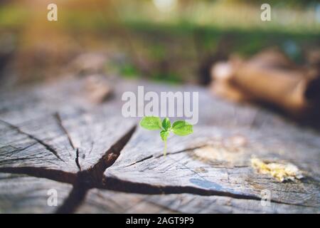 fresh green young plant of new seed born and grow up on a dark brown dead log tree in jungle showing contrast of colors lighting meaning and feeling o Stock Photo