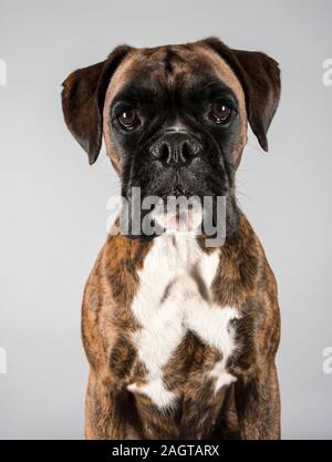 Female Boxer dog, 2 years old, UK. Stock Photo