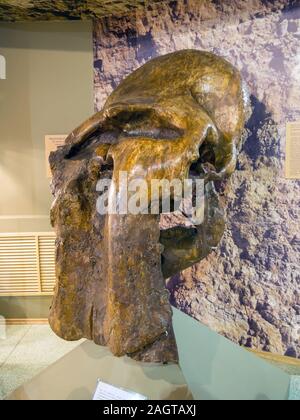 Azov, Russia - July 27, 2019: Skull of the trogonterium (steppe) mammoth. Exhibit of the Azov Paleontological Museum. Stock Photo