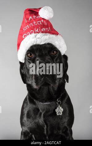 Black lab wearing a santa hat, UK. Stock Photo