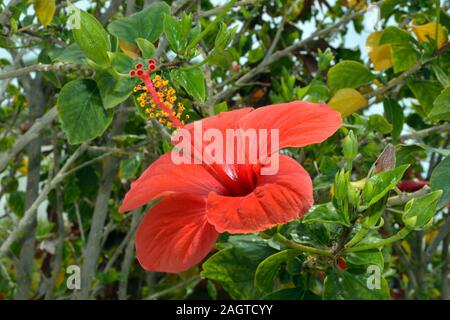 Hibiscus rosa-sinensis (Chinese hibiscus) is native to East Asia growing in sub-tropic and tropic regions. Stock Photo