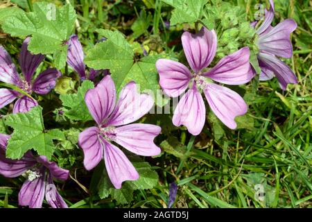 Malva sylvestris (common mallow) is found throughout Eurasia, Micaronesia and North Africa often on waste and rough ground, Stock Photo