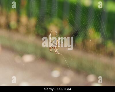 Cross spider (Araneus diadematus) aka European garden spider, diadem, orangie or crowned orb weaver. Focus on animal and web, with blurred background. Stock Photo