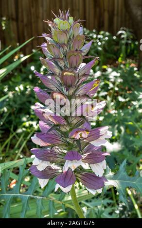 Acanthus mollis 'Bear's Breeches' flower spike raceme with white flowers and purple bracts growing in English garden in Summer Stock Photo