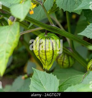 Closeup of single Tomatillo Mexican Husk tomato fruit, Physalis philadelphica 'Violet', July, Summer, UK Stock Photo