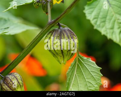 Closeup of single Tomatillo Mexican Husk tomato fruit, Physalis philadelphica 'Violet', July, Summer, UK Stock Photo