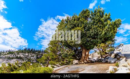 Large Jeffrey Pine at Olmsted Point on Tioga Road growing over and in large granite rocks in Yosemite National Park, California, United States Stock Photo