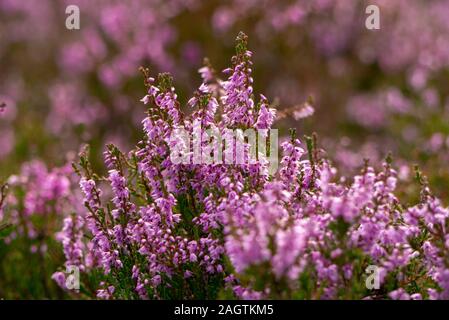 Close up of Heather ( Calluna vulgaris ) in the Scottish Highlands of Sutherland Scotland UK Stock Photo