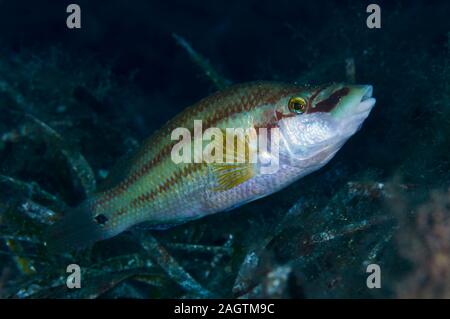 Male of east atlantic peacock wrasse (Symphodus tinca) in Posidonia oceanica in Ses Salines Natural Park (Formentera, Balearic Islands, Spain) Stock Photo