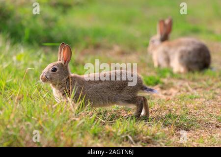 Two European rabbits, oryctolagus cuniculus, sitting, grazing in grass, wild, in sunshine Stock Photo