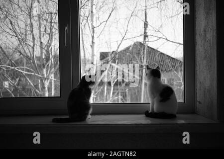 Two kittens are sitting on the windowsill, cats look out the window, pets rest indoor. Stock Photo