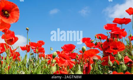 Frog perspective shot from beautiful red poppies on the edge of a wheat field with a beautiful blue sky with white clouds as background. Stock Photo
