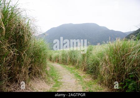 With a mountain in the distance, a path cuts through the tall grass at Qingtiangang, Yangmingshan National Park ( 陽明山國家公園 ) in Taiwan Stock Photo