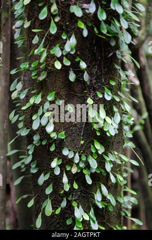 Teardrop shaped leaves grow off of a tree trunk in Yangmingshan National Park, Taiwan Stock Photo