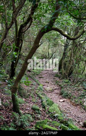 A path through the forest at Yangmingshan National Park ( 陽明山國家公園 ) in Taiwan in spring 2019 Stock Photo