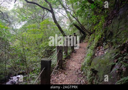A path through the forest at Yangmingshan National Park ( 陽明山國家公園 ) in Taiwan in spring 2019 Stock Photo