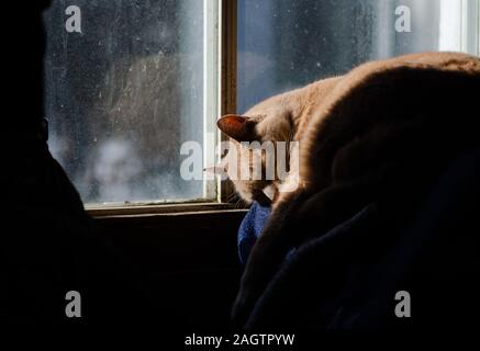 dramatic cat sleeping in the window of the tack room at Shadowlane stable from Lobo Ontario. Stock Photo