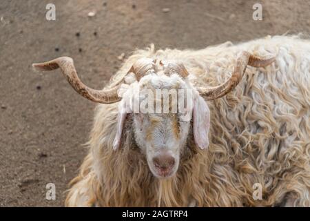 The Angora goat is a breed of domesticated goat, historically known as Angora. Angora goats produce the lustrous fibre known as Mohair. Stock Photo