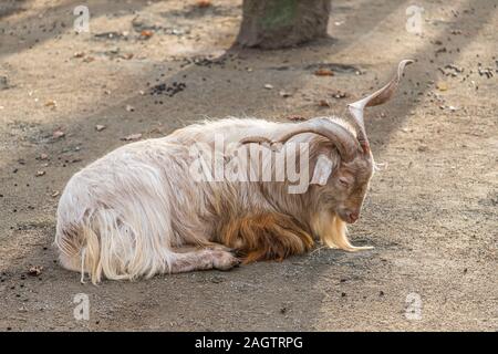 The Angora goat is a breed of domesticated goat, historically known as Angora. Angora goats produce the lustrous fibre known as Mohair. Stock Photo