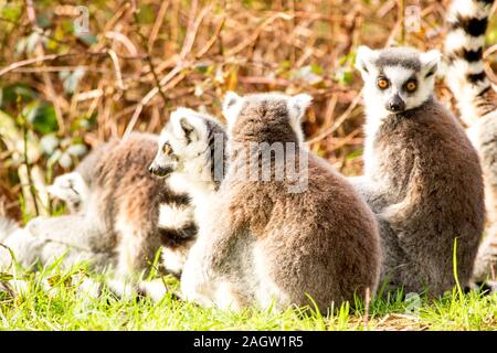 One of the favourite and adorable monkeys around, the Lemur. Stock Photo