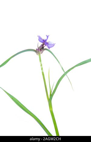 30099-00406 Virginia Spiderwort (Tradescantia virginiana) (high key white background) Marion Co. IL Stock Photo