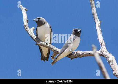 White-breasted Woodswallow Stock Photo