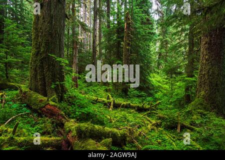 Rainforest scene near Sol Duc Falls in Olympic National Park in lush green rainforest of Washington State Stock Photo