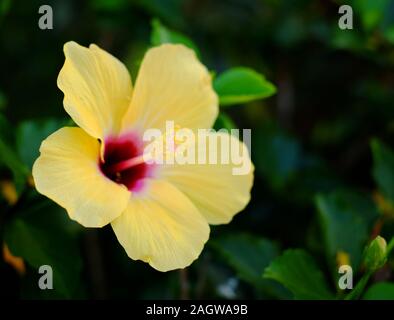 Pale yellow hibiscus flower. Stock Photo