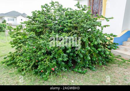 Short Tree Of Natal Plum Bearing Fruits Matured At Different Levels Stock Photo